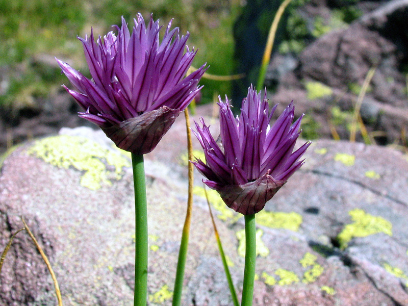 Allium schoenoprasum L.